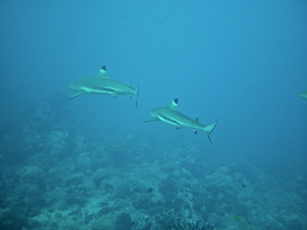 requins pointe noire, dec 2009 requins pointe noire