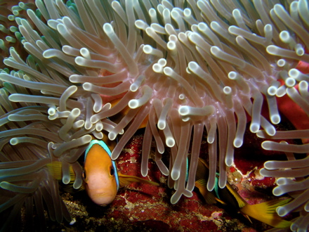 Poissons-clowns et anémone Poissons-clowns et anémone