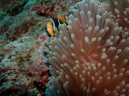 Poisson-clown et anémone Poisson-clown et anémone