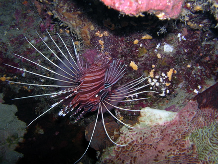 Pterois Antennata Pterois Antennata