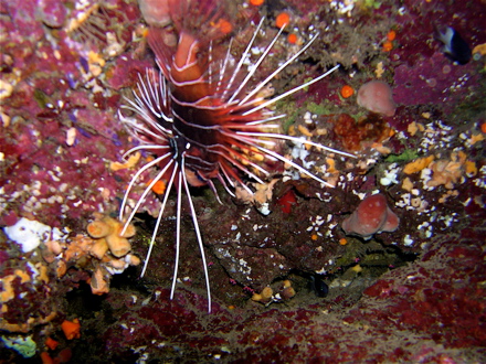 Pterois radiata Pterois radiata
