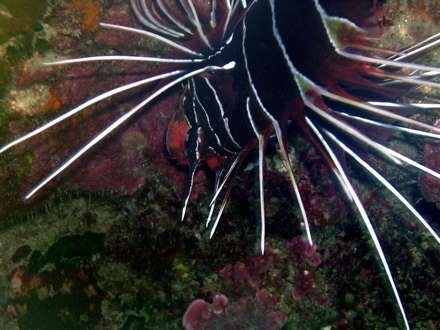 Pterois radiata Pterois radiata