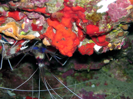 Crevette nettoyeuse, Stenopus hispidus Crevette nettoyeuse, Stenopus hispidus