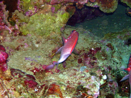 poisson-écureuil à queue blanche
