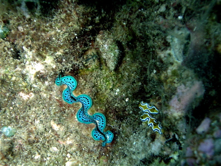 Bénitier et nudibranches