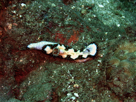 Limace de mer