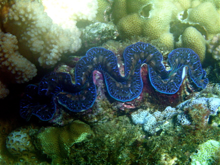 Bénitier