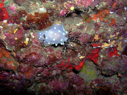 Nudibranche ou limace de mer