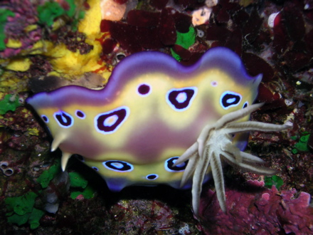 Nudibranche