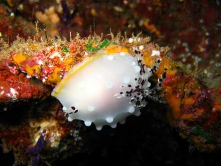 Nudibranche ou limace de mer