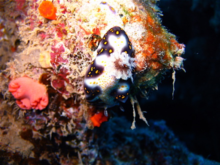 Nudibranche ou limace de mer