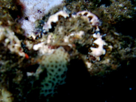 plusieurs Nudibranches