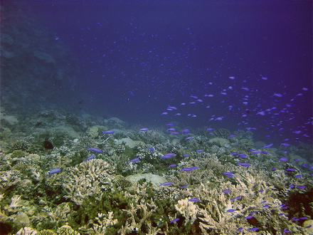 descente progressive parmi les coraux et petits poissons descente progressive parmi les coraux et petits poissons