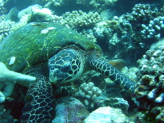 tortue