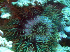 acanthaster