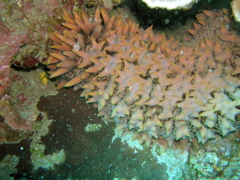 holothurieananas