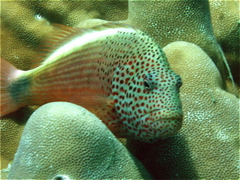 poissonepervier