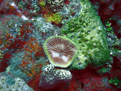 corailchampignon