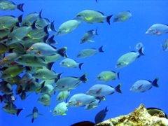 poissons