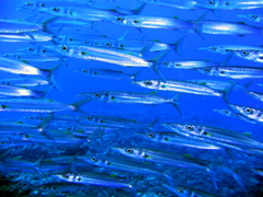 barracuda