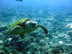 tortue