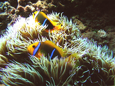 Poissons-clowns et anémone Poissons-clowns et anémone