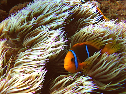 Poisson-clown et anémone Poisson-clown et anémone