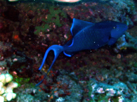 Baliste bleu Baliste bleu
