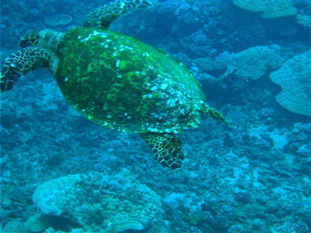 tortue à bec tortue à bec