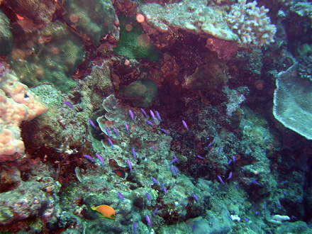petite colonie d'Anthias petite colonie d'Anthias