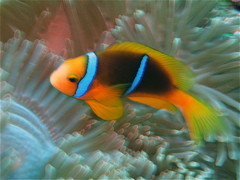 poisson
