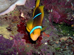 poisson