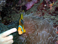 poidoi