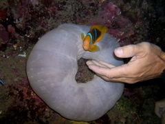anemone