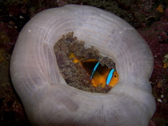 poissonclown