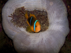 poisson