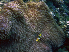 anemone