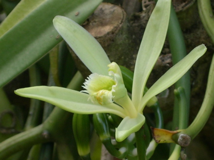 fleurv