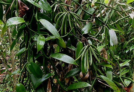 plantv