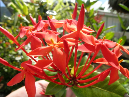 fleurixora