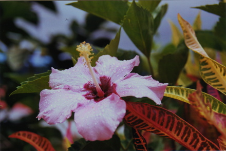 hibiscus