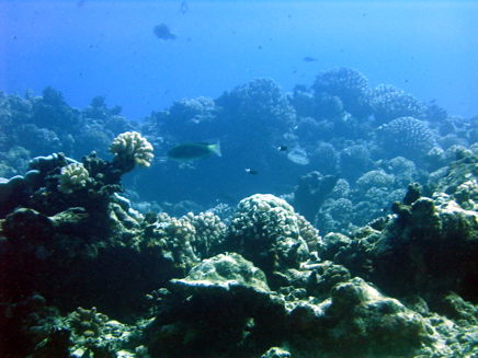 fonds marins Tetiaroa fonds marins Tetiaroa