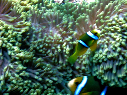 Poissons-clowns et anémones Poissons-clowns et anémones