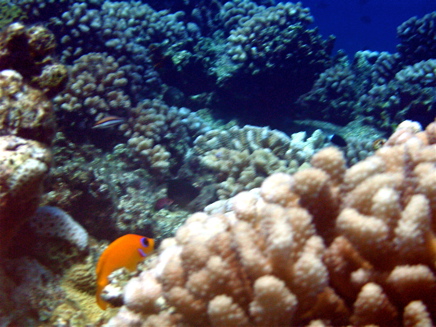 Poisson-ange Poisson-ange