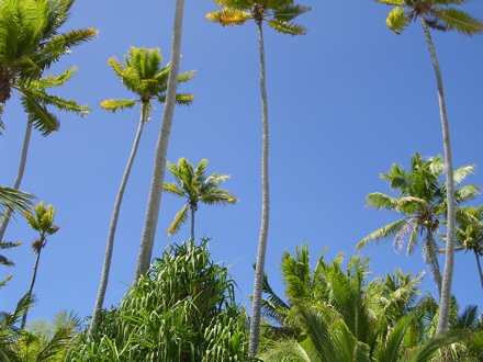 cocotiers cocotiers