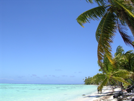 plage sur le motu Tetiaroa plage sur le motu Tetiaroa