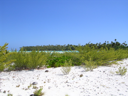 motu aux oiseaux Tetiaroa motu aux oiseaux Tetiaroa