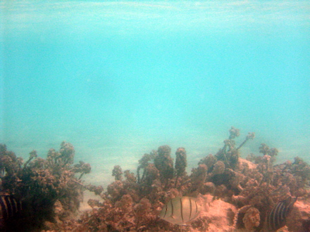 sous l'eau ... sous l'eau ...