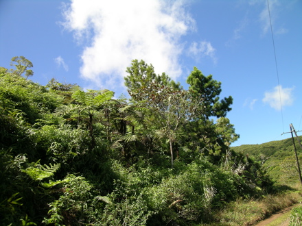 chemin vers le Mont Marau à Tahiti