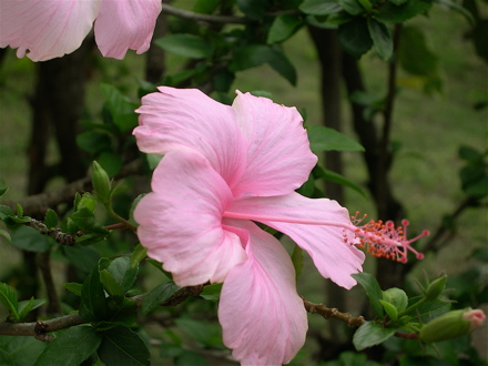 Hibiscus